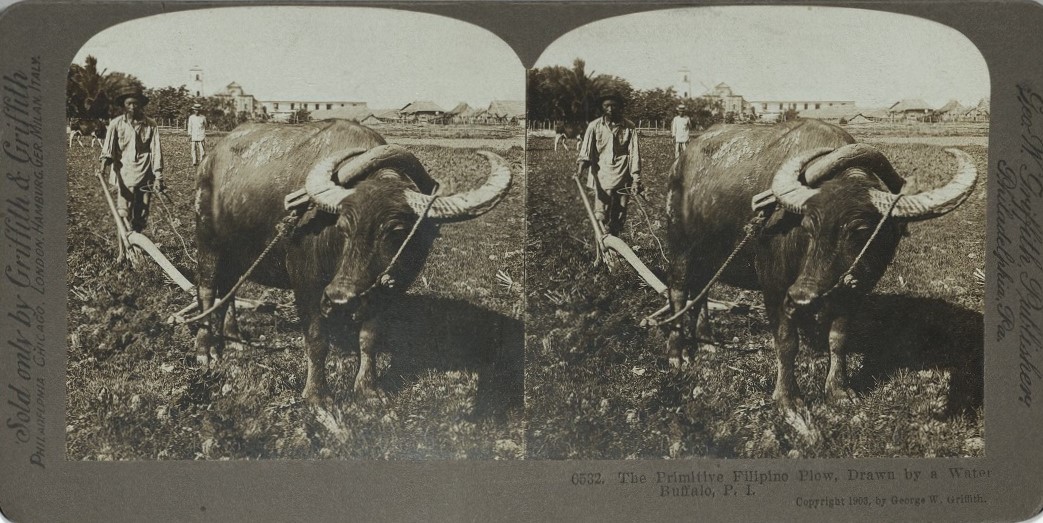 The Primitive Filipino Plow, Drawn by a Water Buffalo, P. I.